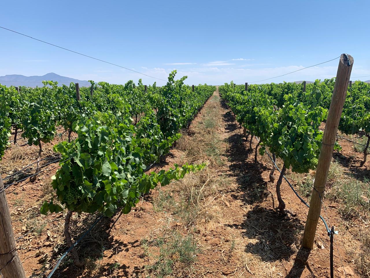 Sonora mantiene el primer lugar en producción de uva de mesa en México 